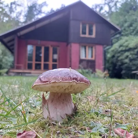 Oliva Planá nad Lužnicí