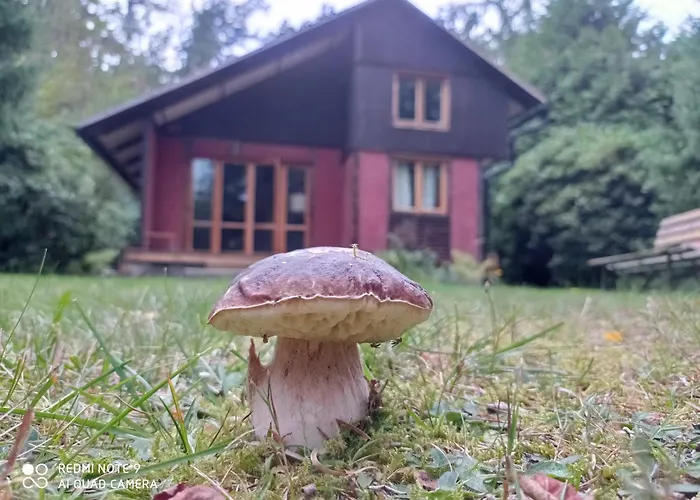 Oliva Planá nad Lužnicí